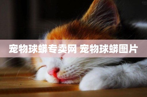 寵物球蟒專賣網 寵物球蟒圖片