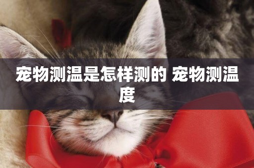 寵物測溫是怎樣測的 寵物測溫度