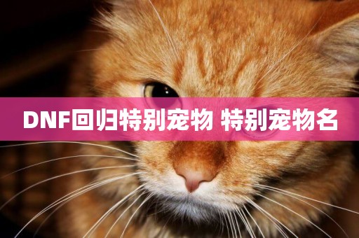 DNF回歸特別寵物 特別寵物名