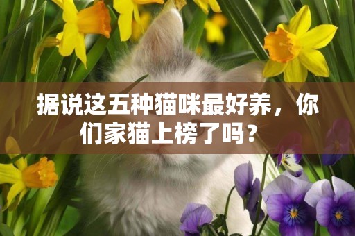 據說這五種貓咪最好養，你們家貓上榜了嗎？ 
