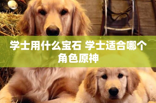 學士用什么寶石 學士適合哪個角色原神