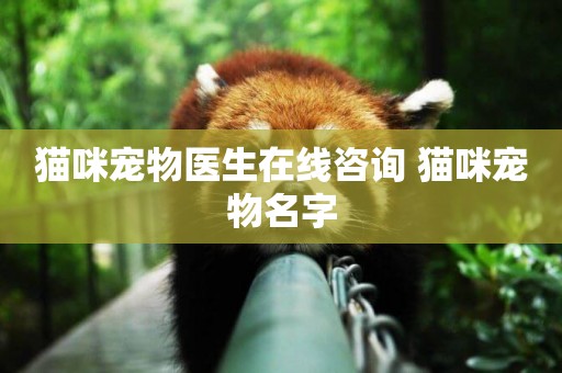 貓咪寵物醫生在線咨詢 貓咪寵物名字