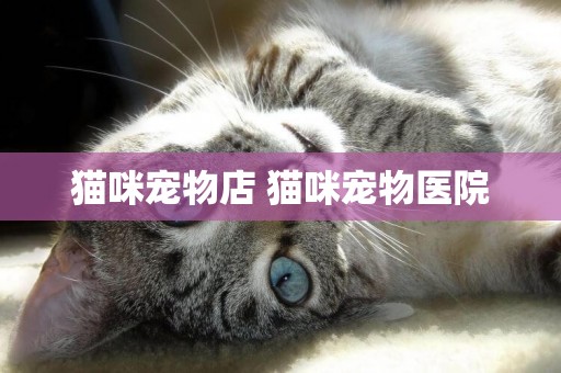 貓咪寵物店 貓咪寵物醫院