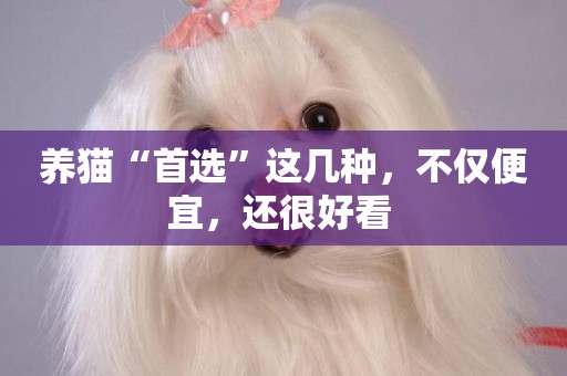 養貓“首選”這幾種，不僅便宜，還很好看 