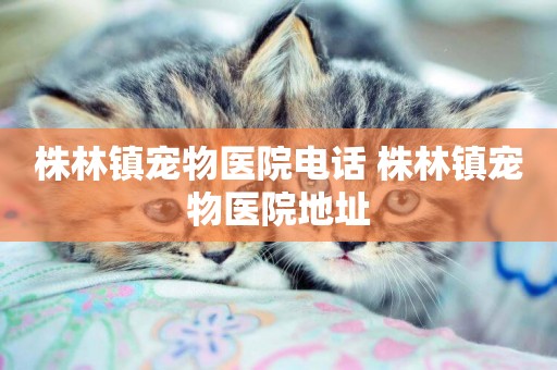 株林鎮寵物醫院電話 株林鎮寵物醫院地址