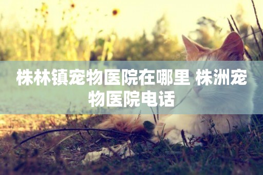 株林鎮寵物醫院在哪里 株洲寵物醫院電話