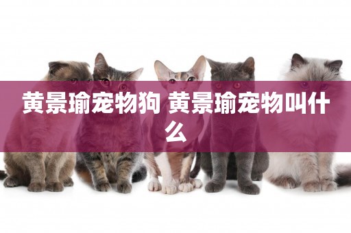 黃景瑜寵物狗 黃景瑜寵物叫什么