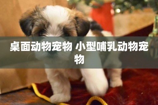 桌面動物寵物 小型哺乳動物寵物