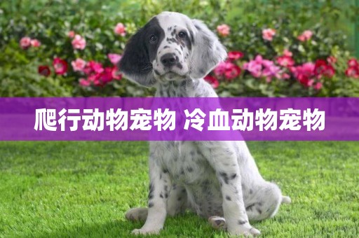 爬行動物寵物 冷血動物寵物