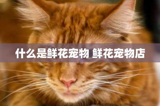 什么是鮮花寵物 鮮花寵物店