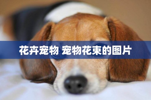 花卉寵物 寵物花束的圖片