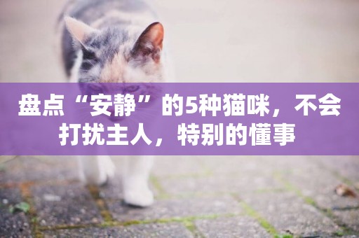 盤點“安靜”的5種貓咪，不會打擾主人，特別的懂事 