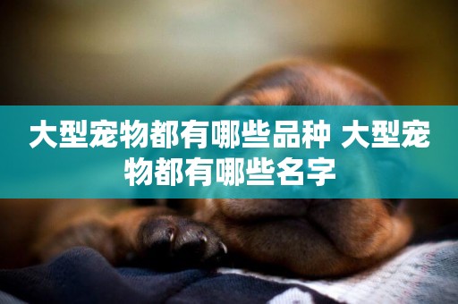 大型寵物都有哪些品種 大型寵物都有哪些名字