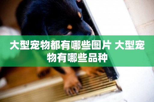 大型寵物都有哪些圖片 大型寵物有哪些品種