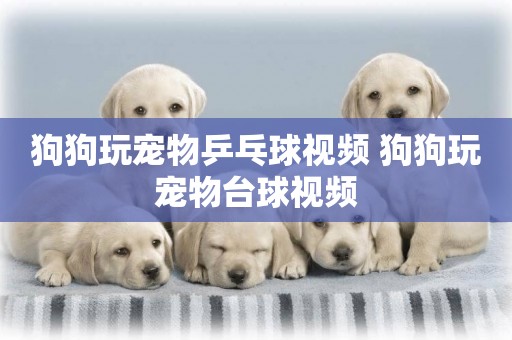 狗狗玩寵物乒乓球視頻 狗狗玩寵物臺球視頻