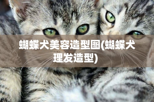蝴蝶犬美容造型圖(蝴蝶犬理發造型) 