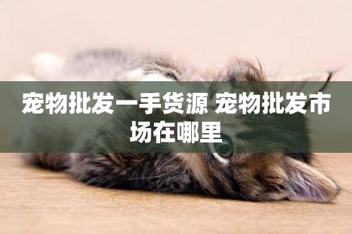 寵物批發一手貨源 寵物批發市場在哪里