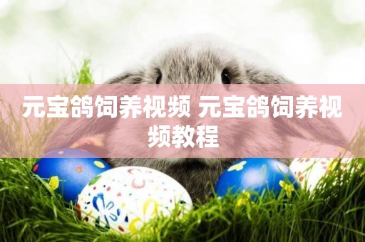 元寶鴿飼養視頻 元寶鴿飼養視頻教程