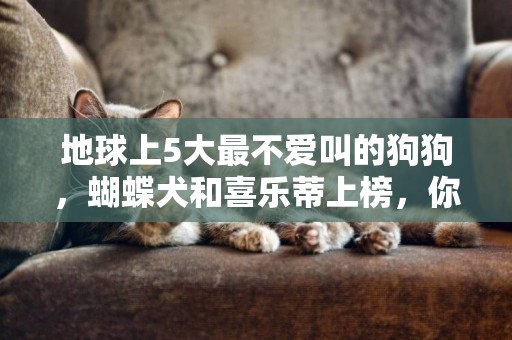地球上5大最不愛叫的狗狗，蝴蝶犬和喜樂蒂上榜，你養了嗎？ 