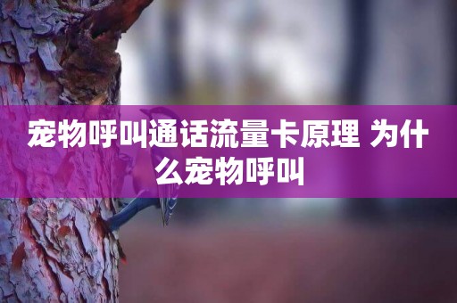寵物呼叫通話流量卡原理 為什么寵物呼叫