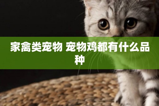 家禽類寵物 寵物雞都有什么品種