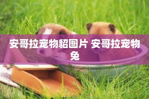 安哥拉寵物貂圖片 安哥拉寵物兔