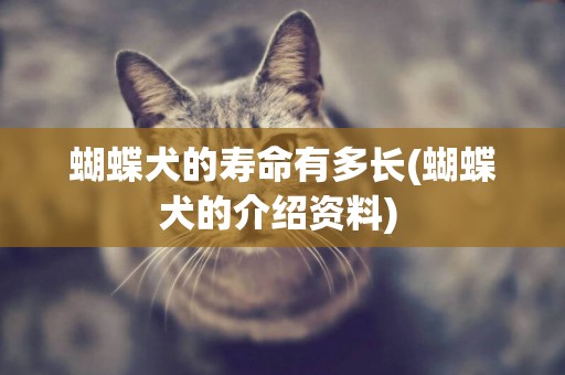 蝴蝶犬的壽命有多長(蝴蝶犬的介紹資料) 