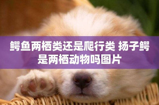 鱷魚兩棲類還是爬行類 揚子鱷是兩棲動物嗎圖片