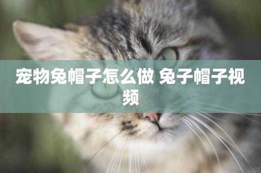 寵物兔帽子怎么做 兔子帽子視頻