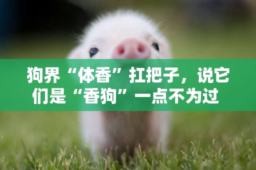 狗界“體香”扛把子，說它們是“香狗”一點不為過 