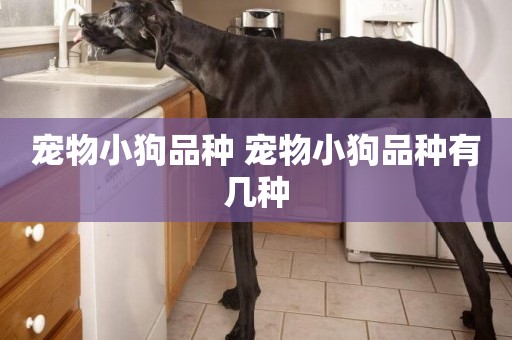寵物小狗品種 寵物小狗品種有幾種
