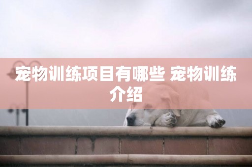 寵物訓練項目有哪些 寵物訓練介紹