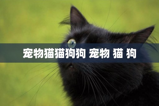 寵物貓貓狗狗 寵物 貓 狗