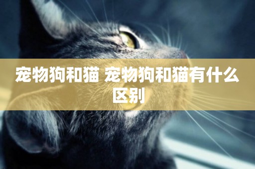 寵物狗和貓 寵物狗和貓有什么區別