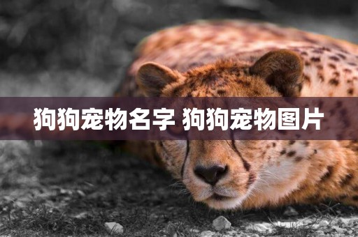 狗狗寵物名字 狗狗寵物圖片