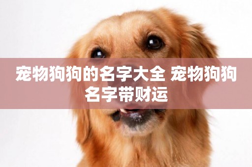 寵物狗狗的名字大全 寵物狗狗名字帶財運