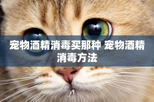 寵物酒精消毒買那種 寵物酒精消毒方法