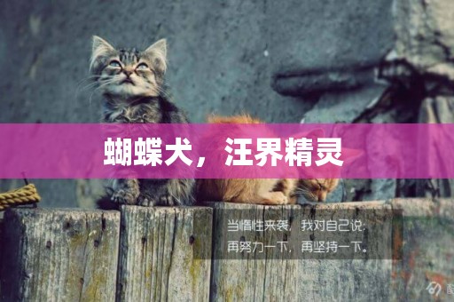 蝴蝶犬，汪界精靈 