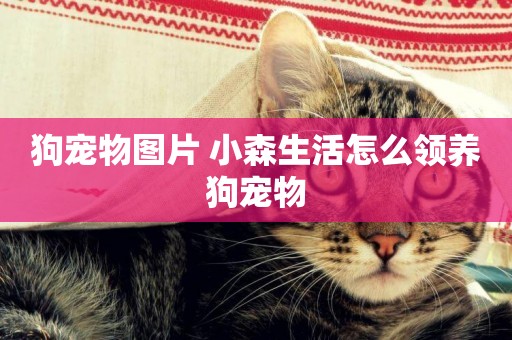 狗寵物圖片 小森生活怎么領養狗寵物
