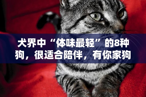 犬界中“體味最輕”的8種狗，很適合陪伴，有你家狗狗嗎？ 