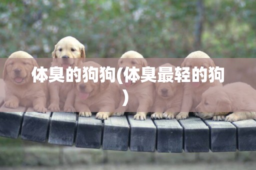 體臭的狗狗(體臭最輕的狗) 