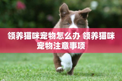 領養貓咪寵物怎么辦 領養貓咪寵物注意事項