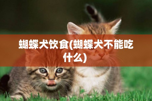 蝴蝶犬飲食(蝴蝶犬不能吃什么) 