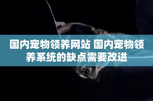 國內寵物領養網站 國內寵物領養系統的缺點需要改進
