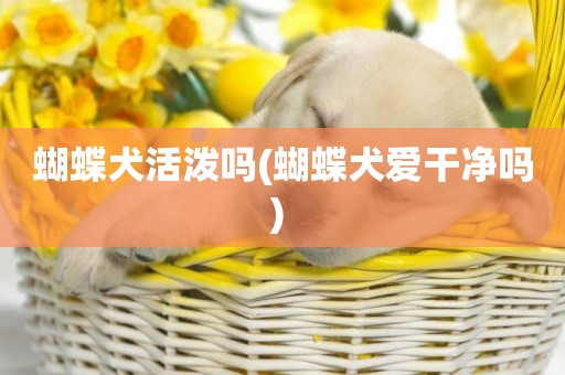 蝴蝶犬活潑嗎(蝴蝶犬愛干凈嗎) 