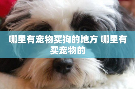 哪里有寵物買狗的地方 哪里有買寵物的