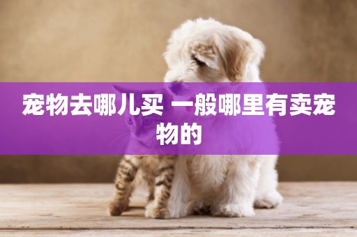 寵物去哪兒買 一般哪里有賣寵物的