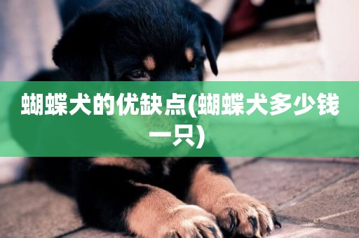 蝴蝶犬的優缺點(蝴蝶犬多少錢一只) 