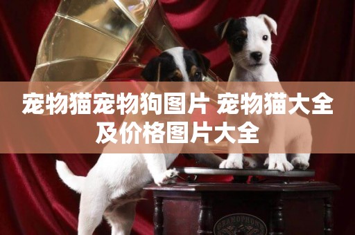 寵物貓寵物狗圖片 寵物貓大全及價格圖片大全