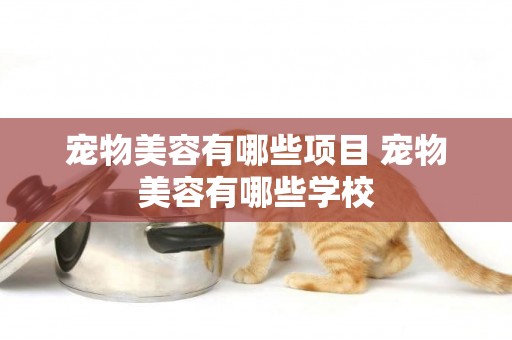 寵物美容有哪些項目 寵物美容有哪些學校
